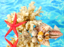 Sea Corals and Shells